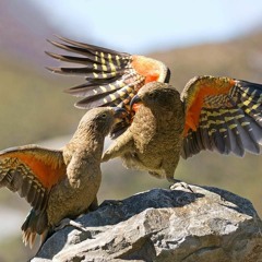 KEA