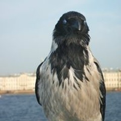 Рохнин Ёхан
