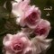 Red Rose