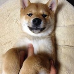 Kenji Tsu