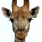 Giraffezilla