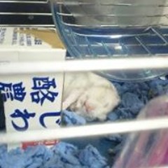 ささ さむ