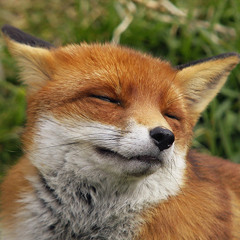 Foxened
