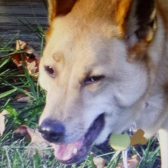 gdog