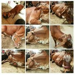 khatri