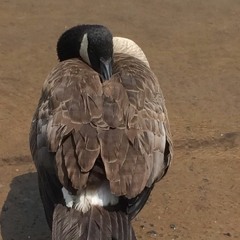 Swan