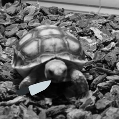 Tortoise Fetish