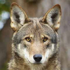RedWolf