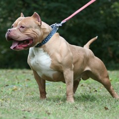 pitbull lerelere
