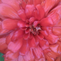 mamelia