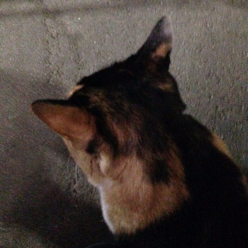 Stream 悪役っぽい少年 By 猫乃緒みみ Listen Online For Free On Soundcloud