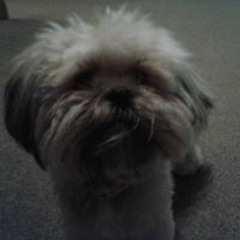 fozzie