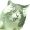 lmv_mxm