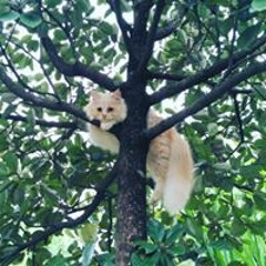 Ar Rahman by Abdur Rahman al ossi