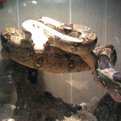 sandie