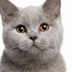 ted cat