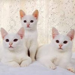 ثلاث قطط
