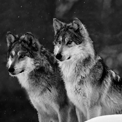 Lobo❤️ⱠιηƊø❤️