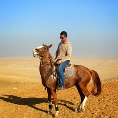 ali ammari
