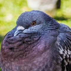 AnObesePigeon