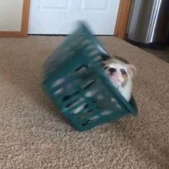pp