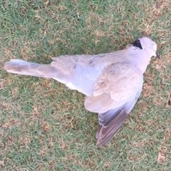 Southwest Air Hunters