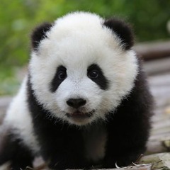 Pandabunny007