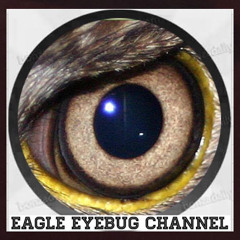 Eagle EyeBug Channel