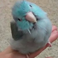 Little Blu