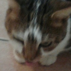 BonBon