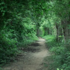 AMB AMANECER PAJAROS GUACHACA