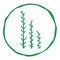 Samphire Festival