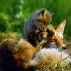 Redfoxz