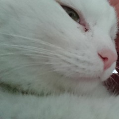 sags_durch_die_Blume