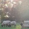 Armentum Suffolks