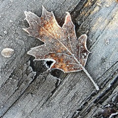 First Frost