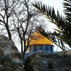 Anmar Adnan