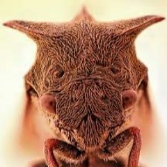 CE