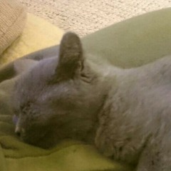 stasia