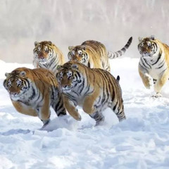 سيف الإسلام