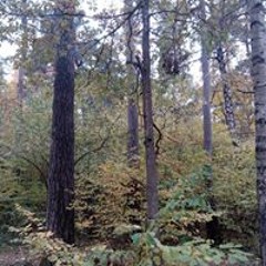 ARTala