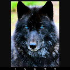 wolf lover