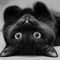 Peeble Kitty