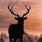 4 Deer Studio