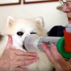asthmaticloseeer
