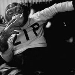 303 Monkey