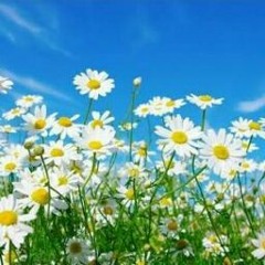 Zara__Gurbet Türküsü(Ah Şu Eller).mp3