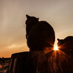 catseyes