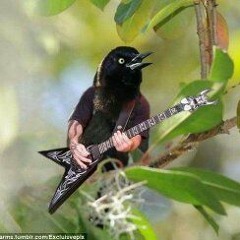 MetalBird