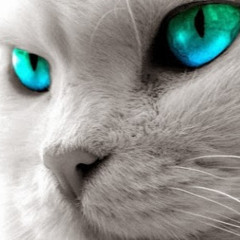 المصحف كاملاً : الشيخ محمد عثمان حاج علي